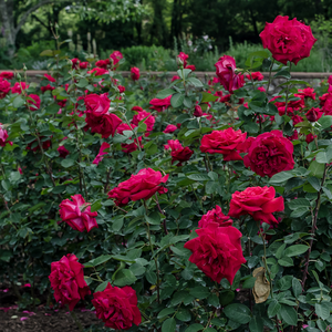 Vrtnica brez vonja - Roza - Traviata® - 